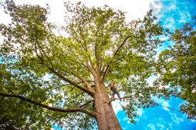 Best Tree and Shrub Care  in Denton, NC