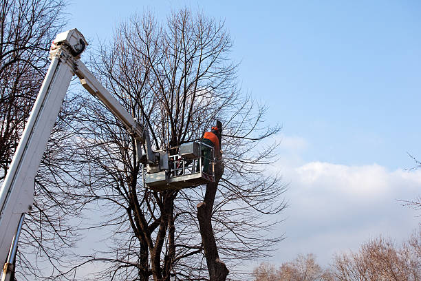 Best Tree Removal  in Denton, NC